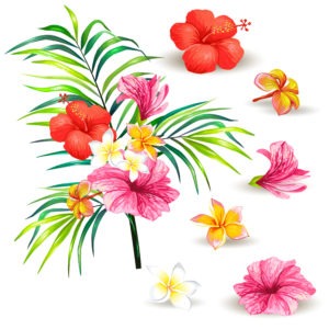 Hawai Blumen Aufblühen