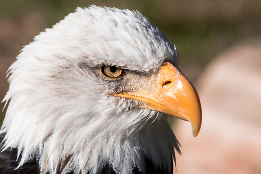 Krafttier Adler